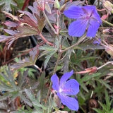 Foltz plant