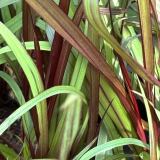 Foltz plant