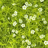 Foltz plant