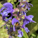 Foltz plant