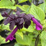 Foltz plant
