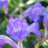 Foltz plant