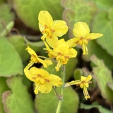 Foltz plant