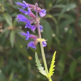 Foltz plant