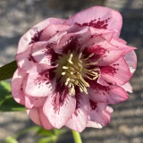 Foltz plant