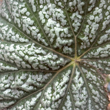 Foltz plant