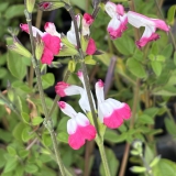 Foltz plant