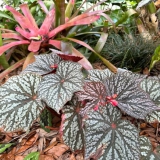 Foltz plant