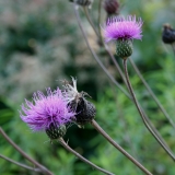 Foltz plant