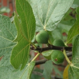 Foltz plant