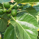 Foltz plant