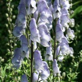 Foltz plant