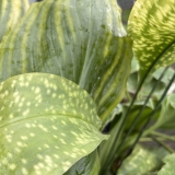 Foltz plant