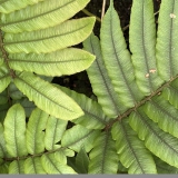 Foltz plant