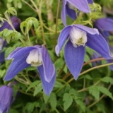 Foltz plant
