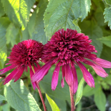 Foltz plant