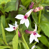 Foltz plant