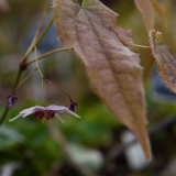 Foltz plant