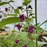 Foltz plant