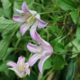Foltz plant