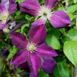 Foltz plant