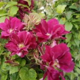 Foltz plant