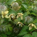Foltz plant