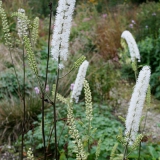 Foltz plant