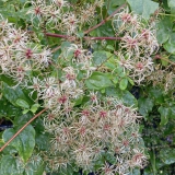 Foltz plant
