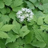 Foltz plant